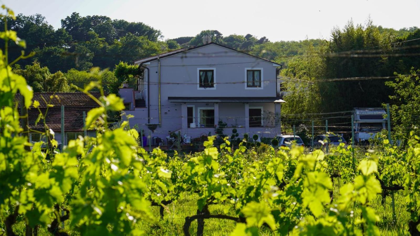 Wine House Bed & Breakfast Capannori Exterior photo