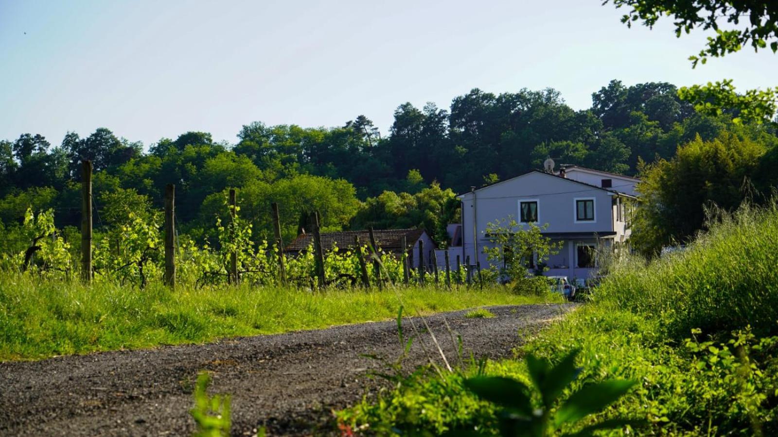 Wine House Bed & Breakfast Capannori Exterior photo