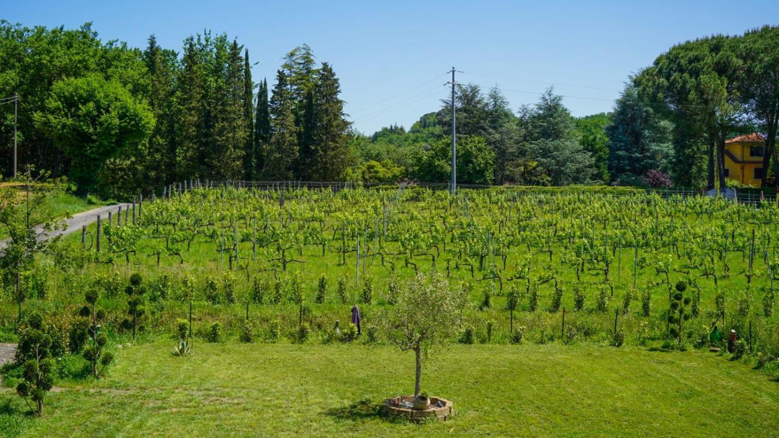 Wine House Bed & Breakfast Capannori Exterior photo